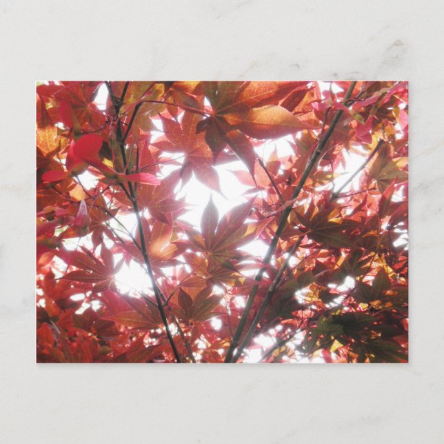 Carte Postale Arbres à érable rouges japonais Feuilles Photo (Devant)