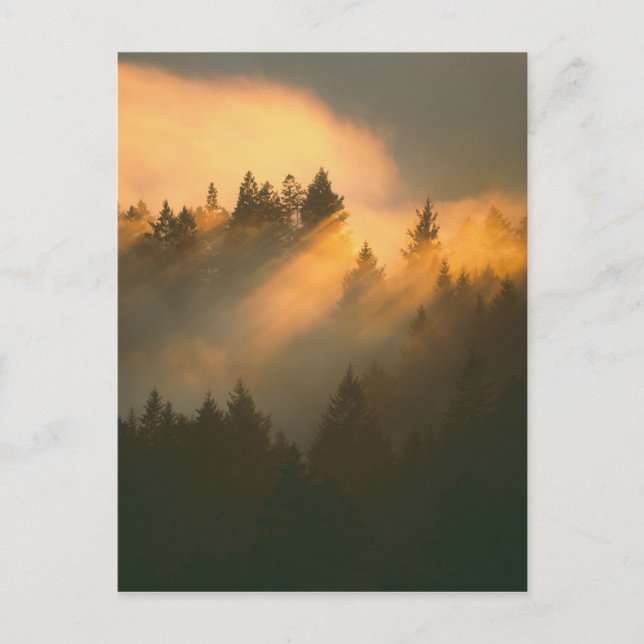 Carte Postale Arbres à séquoias dans le brouillard côtier, Comté (Devant)