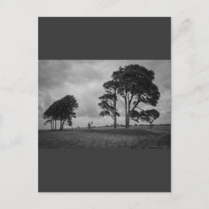 Carte Postale Arbres à vent