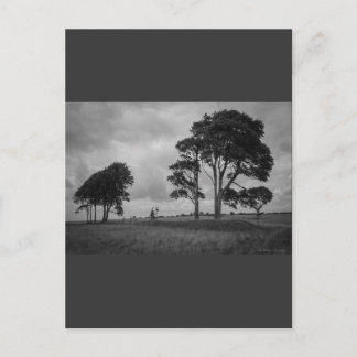 Carte Postale Arbres à vent