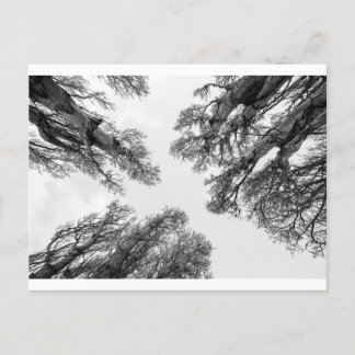 Carte Postale Arbres atteignant le ciel