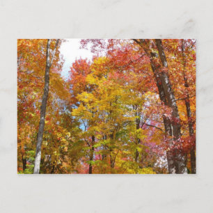 Carte Postale Arbres automnes oranges et jaunes Photographie d'a