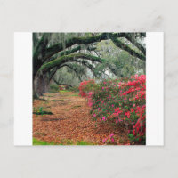 Arbres Azaleas Chênes Magnolia Charleston