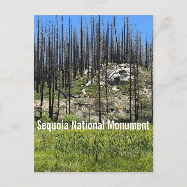 Carte Postale Arbres brûlés dans le monument national de Sequoia (Devant)