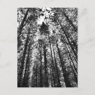 Carte Postale Arbres convergents