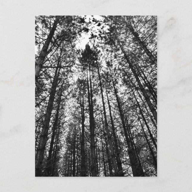 Carte Postale Arbres convergents (Devant)