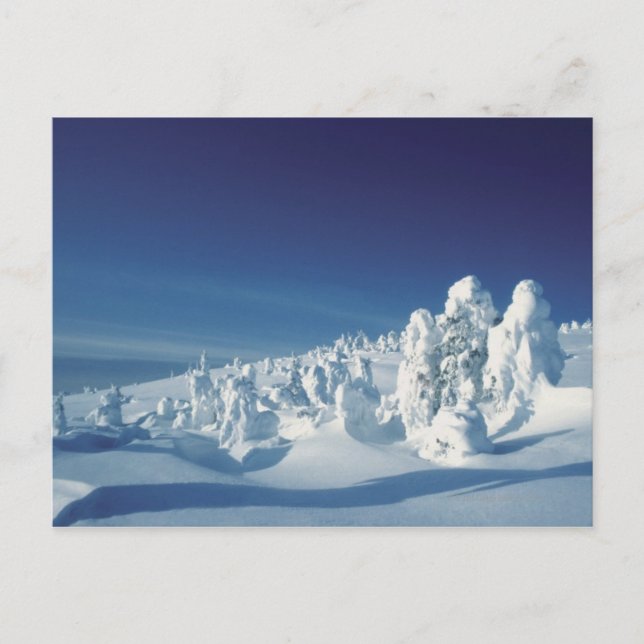 Carte Postale Arbres couverts de neige (Devant)