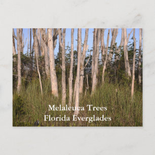 Carte Postale Arbres dans les Everglades, Melaleuca ArbresFlorid