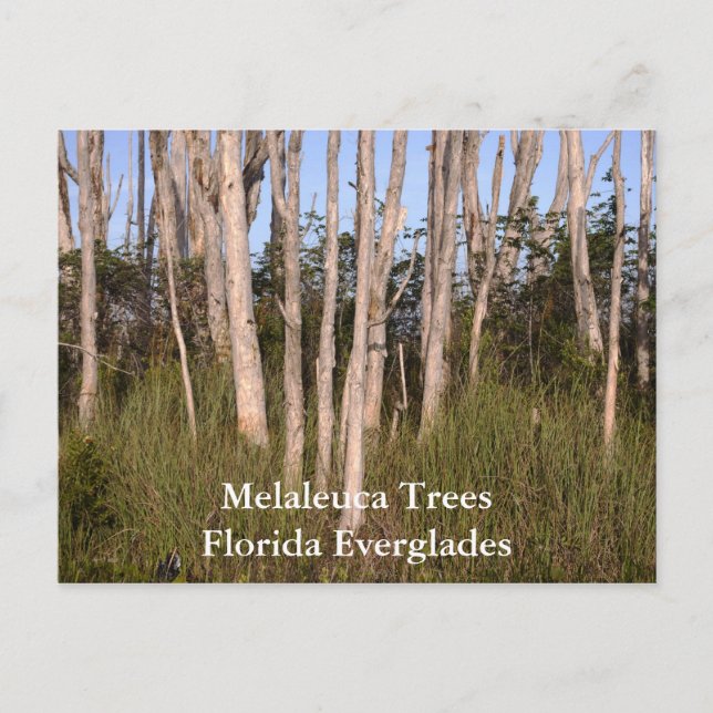 Carte Postale Arbres dans les Everglades, Melaleuca ArbresFlorid (Devant)