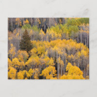 Arbres d'Aspen | White River National Forest