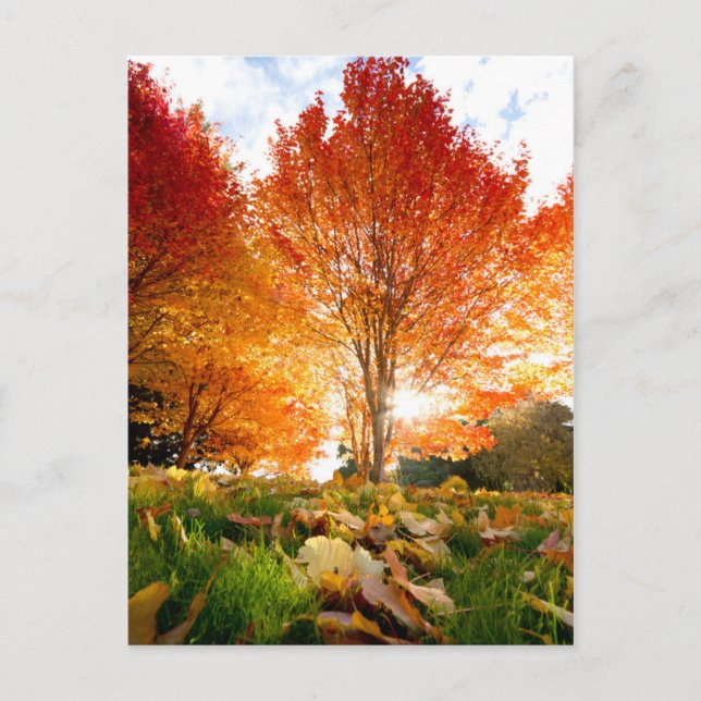 Carte Postale Arbres d'automne (Devant)