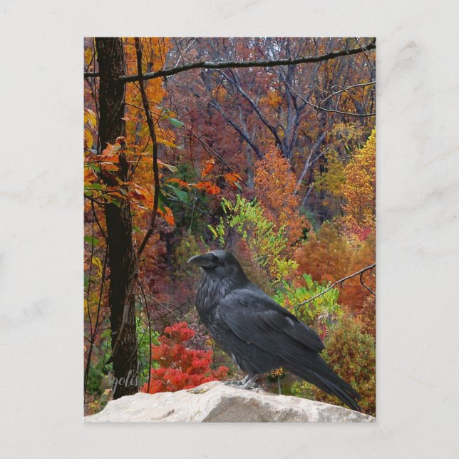 Carte Postale Arbres d'automne avec Corbeau saisonnier (Devant)