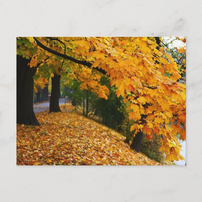 Carte Postale Arbres d'automne dorés (Devant)