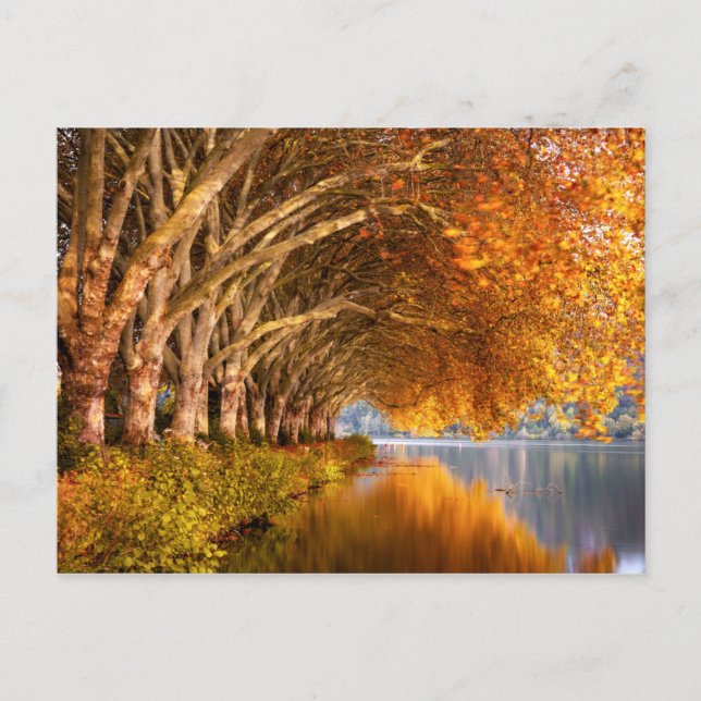 Carte Postale Arbres d'automne sur un lac (Devant)