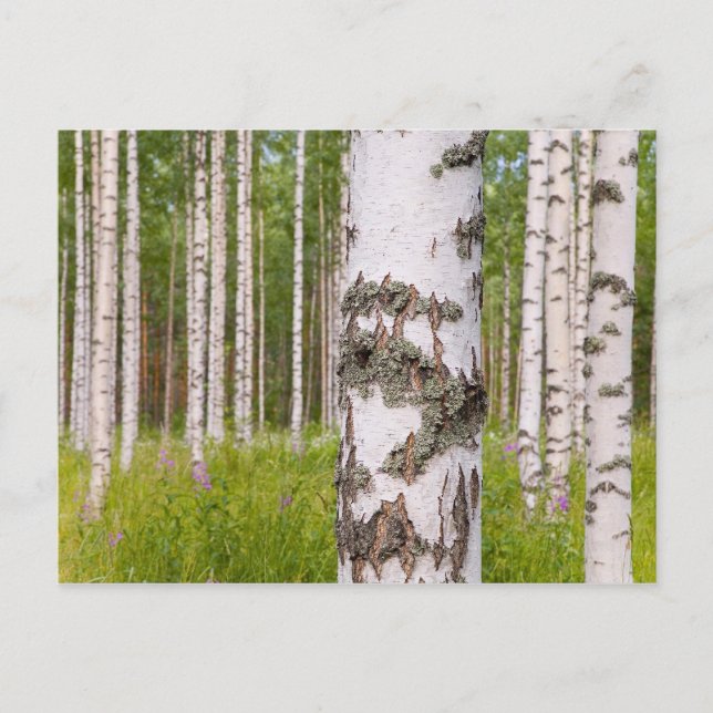 Carte Postale arbres de bouleau dans les forêts finlandaises (Devant)