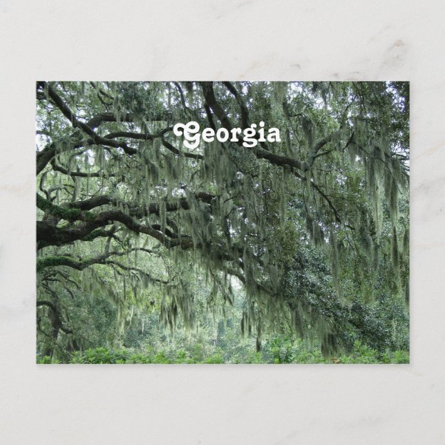 Carte Postale Arbres de Géorgie (Devant)