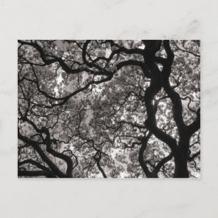 Carte Postale Arbres de Magnolia en fleurs