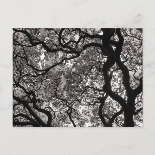 Carte Postale Arbres de Magnolia en fleurs (Devant)