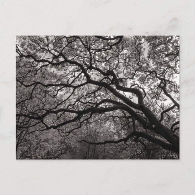 Carte Postale Arbres de Magnolia en fleurs (Devant)