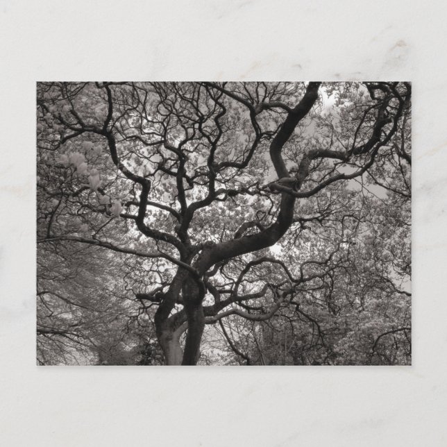 Carte Postale Arbres de Magnolia en fleurs (Devant)