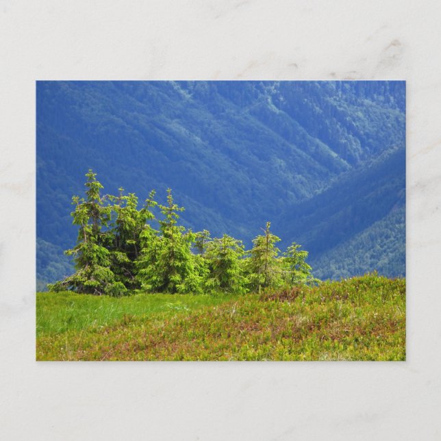 Carte Postale arbres de montagne (Devant)