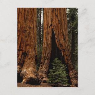 Carte Postale Arbres de séquoia, Parc national de Sequoia.