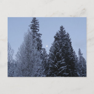 Carte Postale Arbres d'hiver à Dawn Montana Paysage