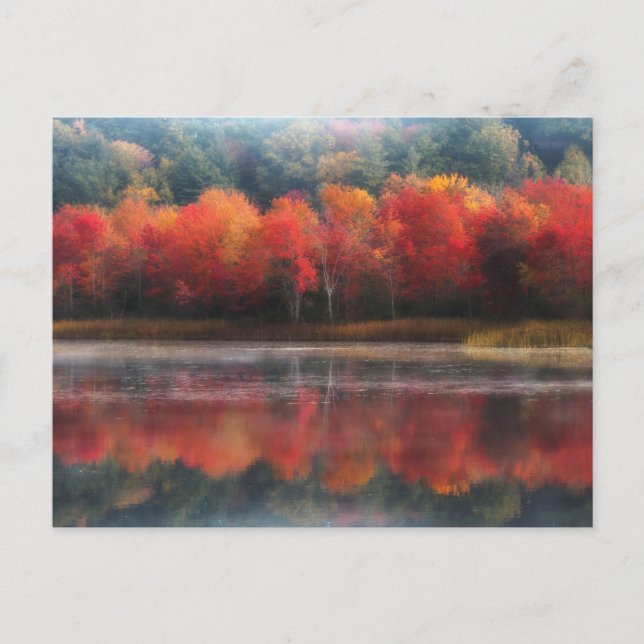 Carte Postale Arbres d'octobre (Devant)