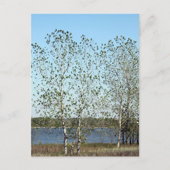 Carte Postale Arbres du Mississipi (Devant)