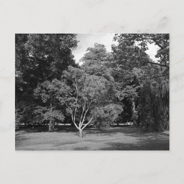 Carte Postale Arbres en BW été (Devant)