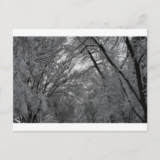 Carte Postale "arbres et neige" par Coressel Productions