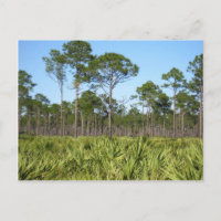 Arbres et palmettes de scie