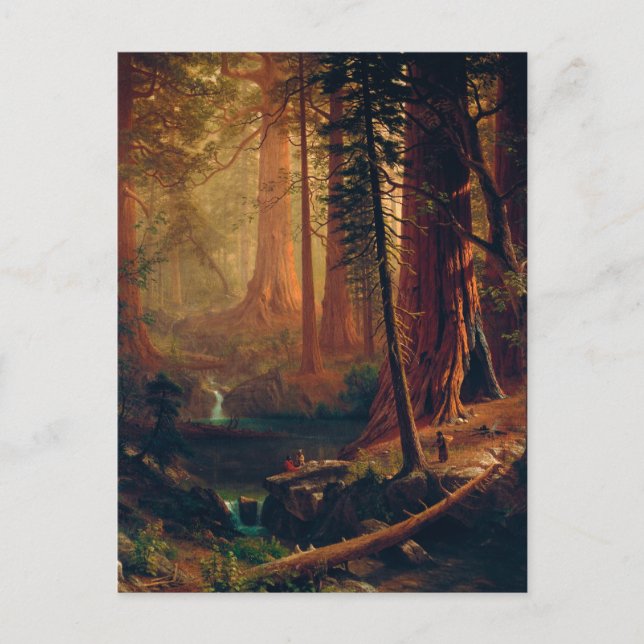 Carte Postale Arbres géants de séquoias de Californie par A. Bie (Devant)