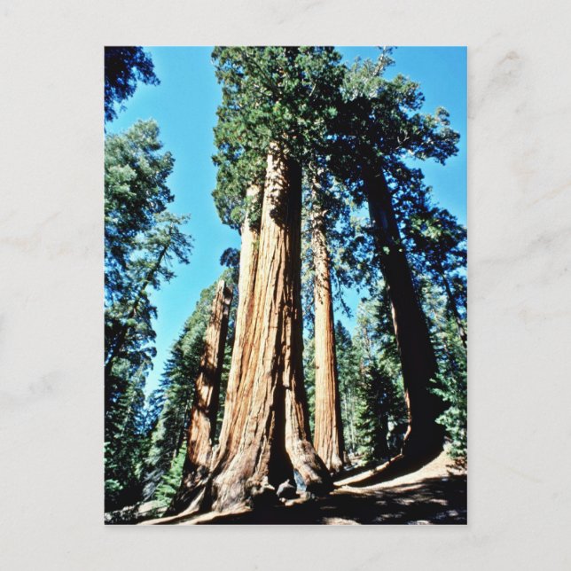 Carte Postale Arbres géants - Forêt nationale de Sequoia (Devant)