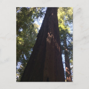 Carte Postale Arbres géants Redwood