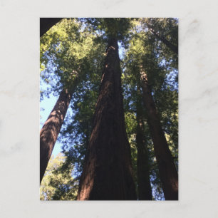 Carte Postale Arbres géants Redwood