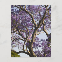 Arbres Jacaranda en fleurs dans le nouveau parc ag
