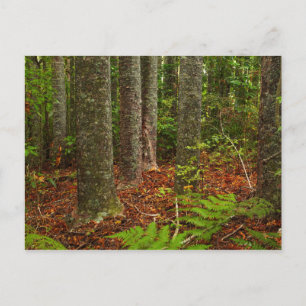 Carte Postale Arbres Kuri Nouvelle-Zélande
