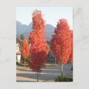 Carte Postale Arbres orange en automne