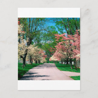 Carte Postale Arbres Pink White Dogwood Lexington Kentucky