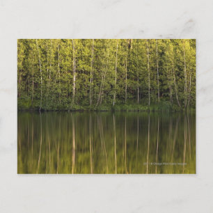 Carte Postale Arbres Reflétés Dans L'Eau