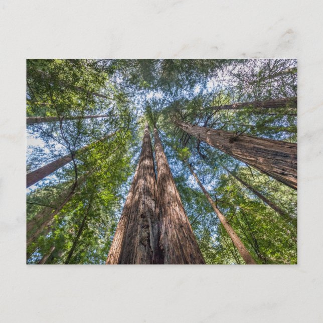 Carte Postale Arbres séquoias | Comté de Marin, Californie (Devant)