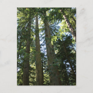 Carte Postale Arbres séquoias côtiers
