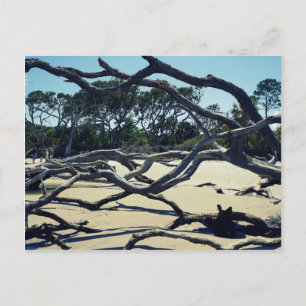 Carte Postale Arbres sur Jekyll
