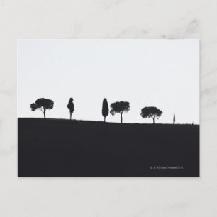Carte Postale Arbres typiques en Toscane