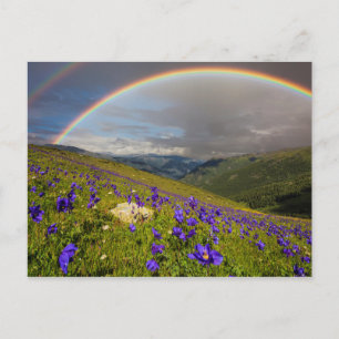 Carte Postale Arc-en-ciel au-dessus d'un pré fleurissant