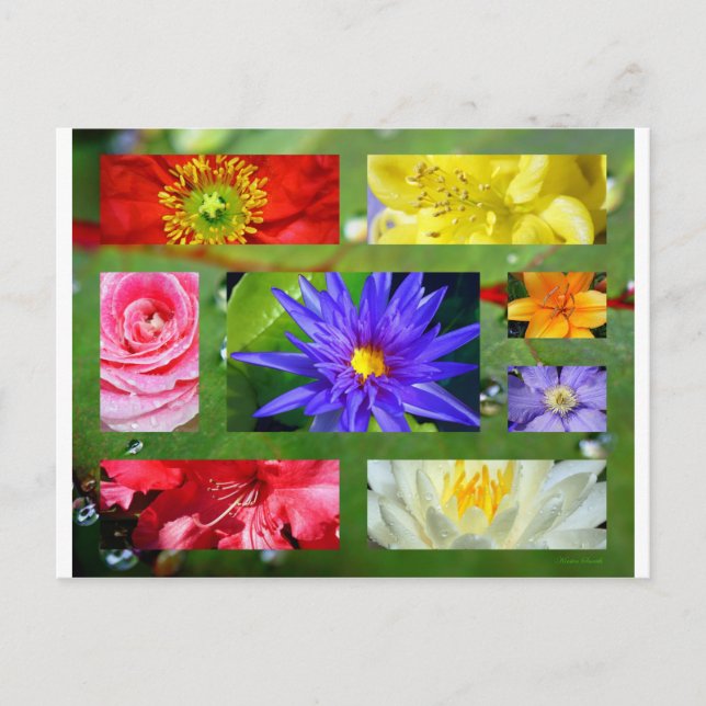 Carte Postale Arc-en-ciel de fleurs - Collage photo (Devant)