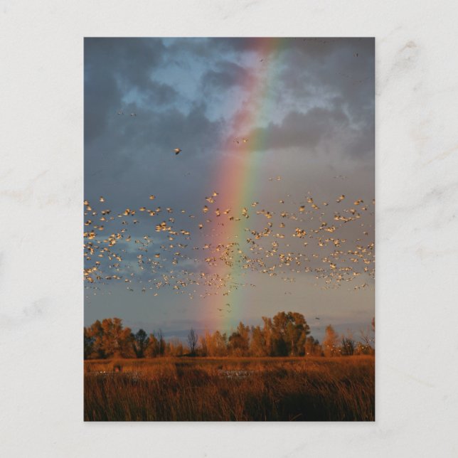 Carte postale Arc-en-ciel et oies (Devant)