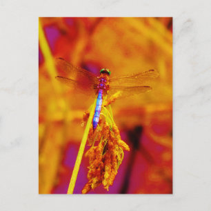 Carte Postale Arc-en-ciel libellule sur ambre et fuschie