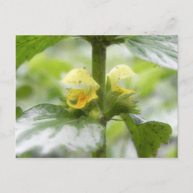 Carte Postale Archange Jaune - Lamium galeobdolon (Devant)